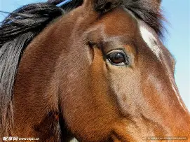 包含马加特罚点破僵局，塞维利亚不容小觑的词条